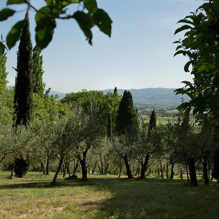 Villa Degli Ulivi Assisi Eksteriør billede