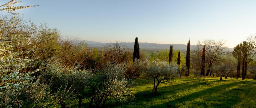 Villa Degli Ulivi Assisi Værelse billede