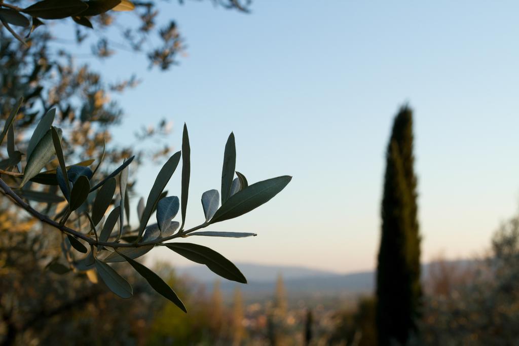 Villa Degli Ulivi Assisi Eksteriør billede